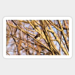 Dark-eyed Junco Perched In a Tree Sticker